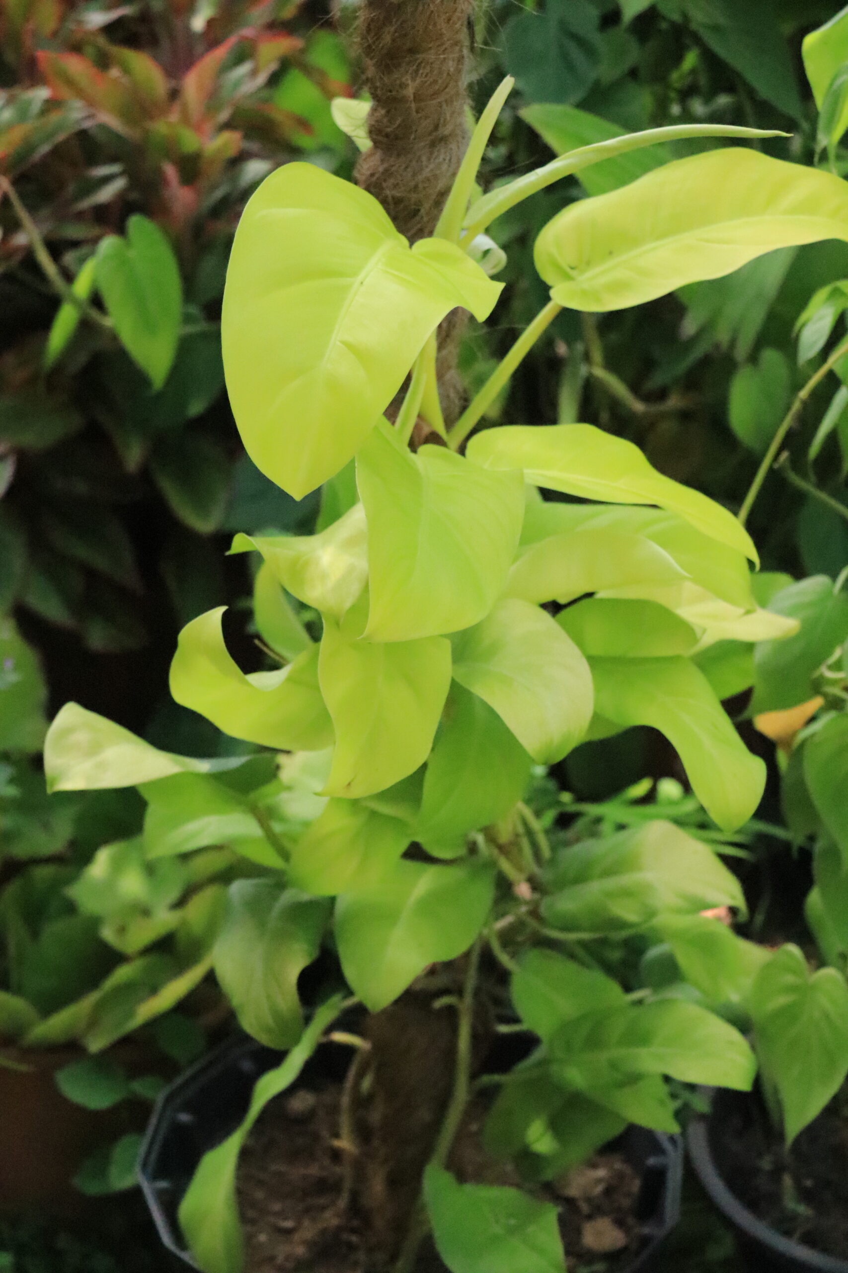 Cocopole / Growpole / Plant creepers - Image 5