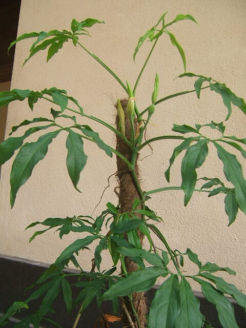 Cocopoles, also known as Growpoles or Plant Creeper Supports, are natural plant-supporting structures designed to help indoor and outdoor climbing plants grow upright, strong, and healthy. These poles are made from tightly wrapped coconut coir fiber around a sturdy PVC or wooden core, providing a rough and moisture-retentive surface ideal for plant roots to grip onto. The natural texture of coir encourages aerial root attachment, which improves plant stability and supports vertical growth. Cocopoles help reduce plant stress and prevent drooping by offering firm structural support for popular creepers such as Money Plants, Philodendrons, Monsteras, Pothos, Syngoniums, and other climbing varieties. The coir retains moisture, supplying hydration to aerial roots and promoting faster growth compared to traditional plastic poles. These eco-friendly poles are biodegradable, durable, lightweight, and suitable for home gardens, greenhouses, nurseries, and landscaping projects. They enhance plant aesthetics by allowing leaves to grow larger and more symmetrical as the plant mimics its natural climbing environment. Ideal for plant hobbyists and commercial growers, Cocopoles offer a sustainable, environment-friendly option for achieving taller, stronger, and healthier creeper plants with minimal effort.